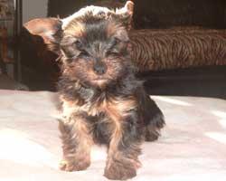 Yorkshire Terrier Welpen - Yorkies nur in gute Hände