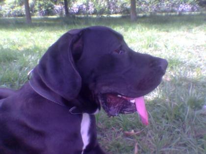 Deutsche Dogge vermisst bitte um Hilfe