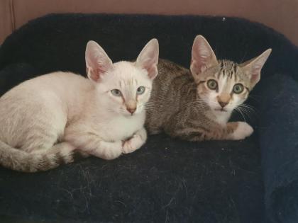 2 Katerchen Siam Lynx Point und Tigerchen