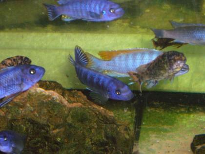 Labeotropheus trewavasae Tumbi West