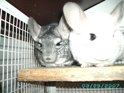2 Chincillas Käfig