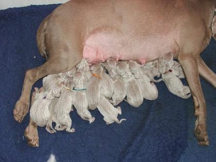 Weimaraner kurzhaar