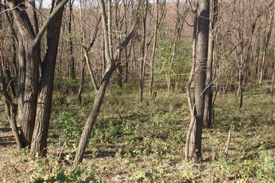 Land in Barnova