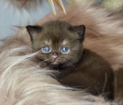 Bkh Kitten in seltener Farben. Stammbaum