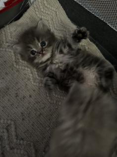 Perser Kitten mit Nase
