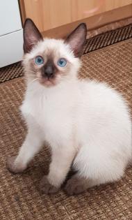 Siam /Thai Kitten Seal Chocolate Point Babys Kätzchen