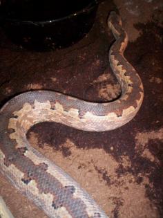 Candoia carinata paulsoni 2. 2