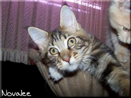 Maine Coon Zuckerpuppe abzugeben