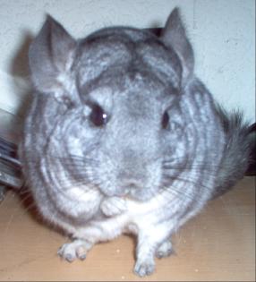 Chinchilla suchen.