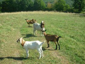 Buren-Bock und Buren-Mix-Ziege