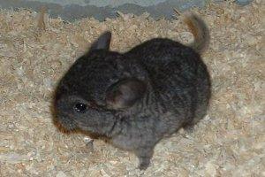 Chinchilla Babys