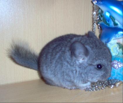 Chinchillas suchen liebevolles Zuhause.
