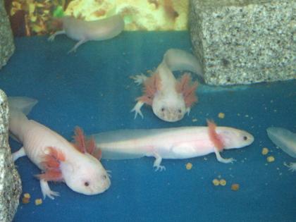 Axolotl Weißlinge abzugeben
