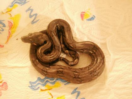 Biete Boa c. imperator nachzuchten 07 kleinbleibende Honduras Variante