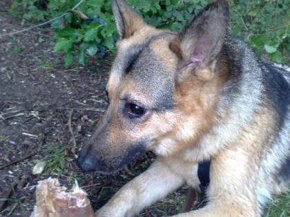 Schäferhund-Rüde Bax