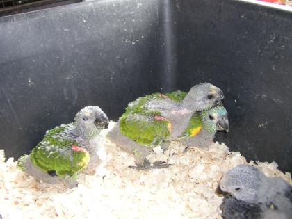 Graupapageienbabys Blaustirnamazonenbabys