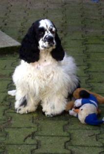 Kimberly s American Cockerspaniel u engl Cockerspaniel VDh Zucht