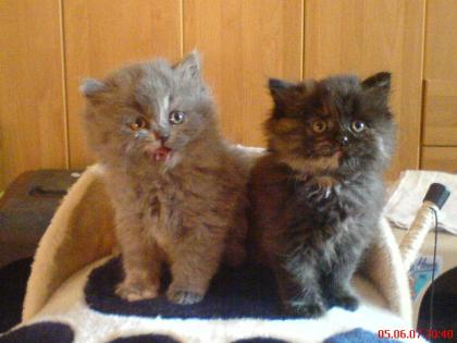 Perserbabys