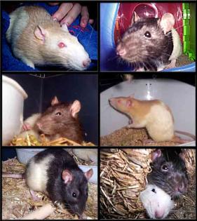 Ratten-Notfälle zu vermitteln