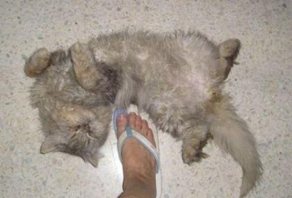 Perserkater in Pflegestelle Frankfurt sehr zutraulich