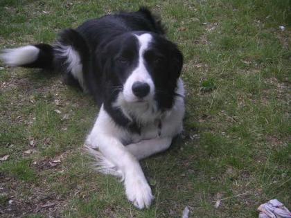 Border Collie Hündin 18 Monate