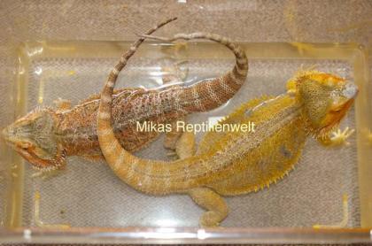 Farbbartagamen NZ 2022 Pogona Vitticeps abzugeben.