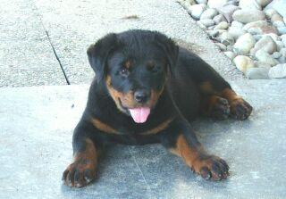 Rottweilerwelpe Rusty 3 Monate alt