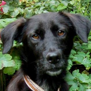 COLLIN - Mix - 1 Jahr - Tierhilfe-Franken e. V.