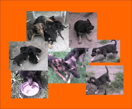 Reinrassige Schäferhund-Mix Welpen suchen ein Neues Zuhause