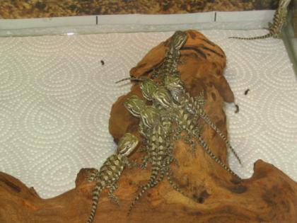 Pogona Henrylawsoni 0 0 7