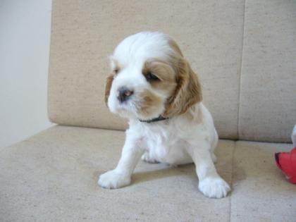 Amerikanischer Cockerspaniel