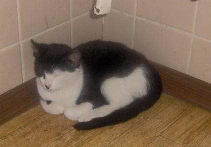 Süße liebe Katze zu verschenken