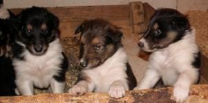Absolut süße knuffige Collie Welpen je 450Euro