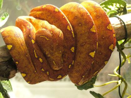 Gebe Morelia viridis Aru Biak Sorong ab