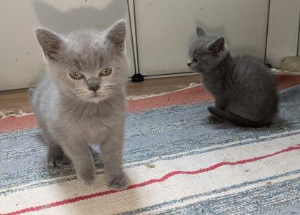 Reinrassige süße Britisch-Kurzhaar Kitten warten auf Dich