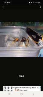 Australische Gespenstschrecken -Extatosoma tiaratum
