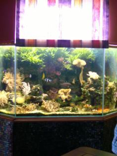 Meerwasser Aquarium ca. 300 l VB 990 00 Euro