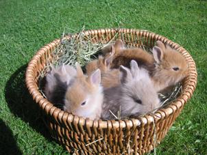 Knuffige Löwenbabys abzugeben