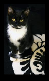 Maincoon-Kartäuser-Perser Mix