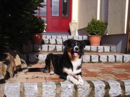 Suche hunde welpen teria mix