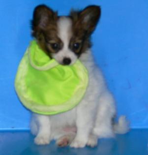 Bearded-Collie-Welpen suchen ein Zuhause