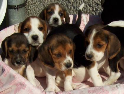Beagle Welpen /Rüden Weibchen/