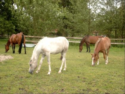Suche dringend Reitbeteiligung en