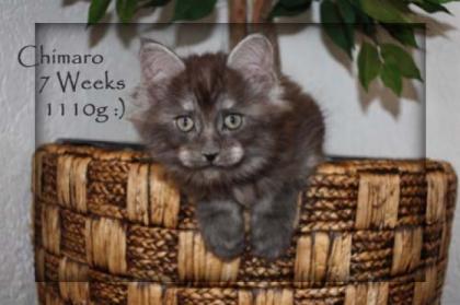 Maine Coon Kater black Smoke sehr typvoll Ab Ende August abzugeben.