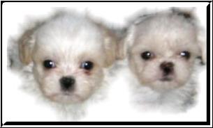 Shihtzu. welpen