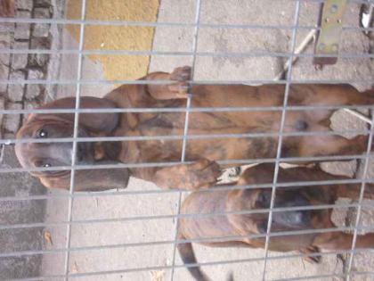 Hannoverischer Schweisshund HS Welpen