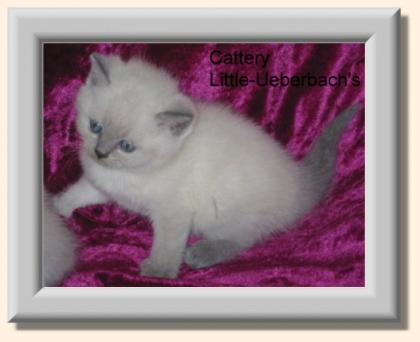 BKH Kitten in blue-point