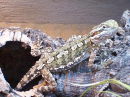 Tausche oder Abgabe Zwergbartagame weiblich