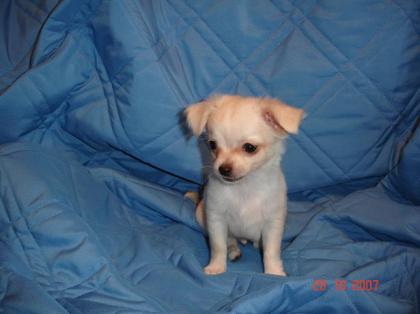 Süsse mini chihuahua Rüden