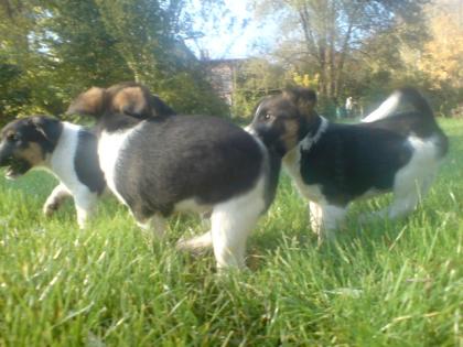 Aktive verspielte glatthaar-foxterrierwelpen